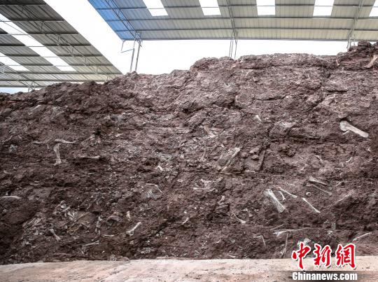 图为重庆云阳恐龙化石墙。重庆市规划和自然资源局供图