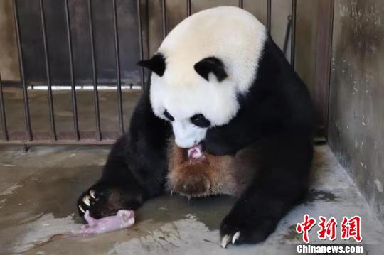 大熊猫“珠珠”生下龙凤胎。陕西省林业局供图