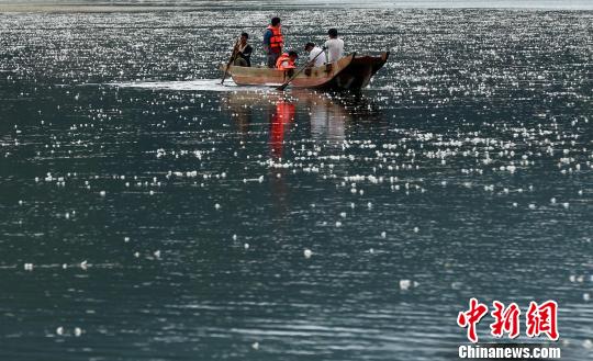 泸沽湖上的猪槽船。　王磊 摄